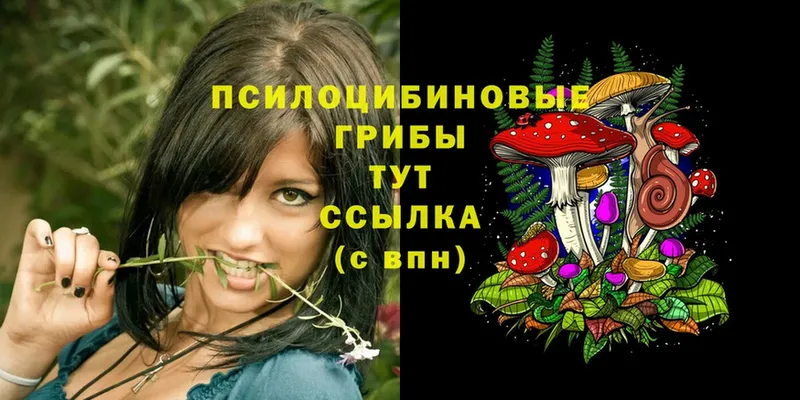 Псилоцибиновые грибы Psilocybine cubensis  Барыш 